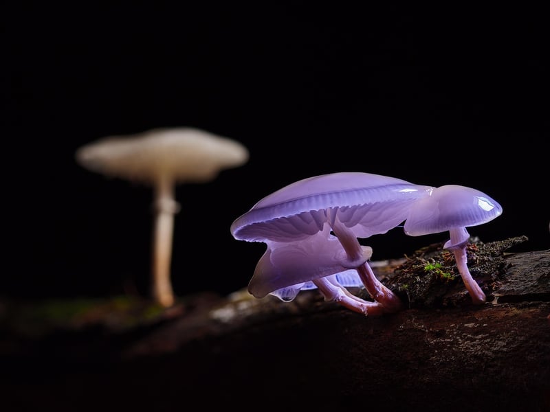 Woodland Mushrooms